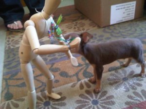 Bring Your Baby Chihauhau To Work Day Bring Your Baby Chihauhau To Work Day