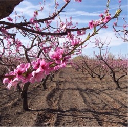 Peach Blossoms