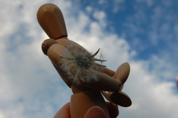 Playing with clouds and dandelion wishes
