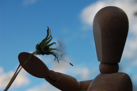 A seed of a wish awaiting a breeze...