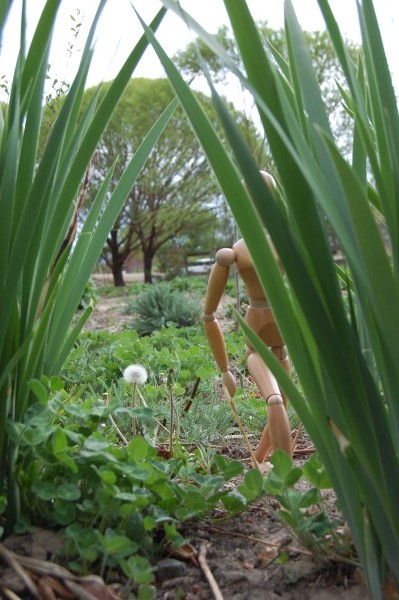 Sasquatch goes quietly past the dandelion