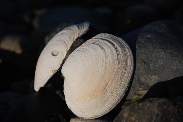 It seemed to say it was a seashell-moth