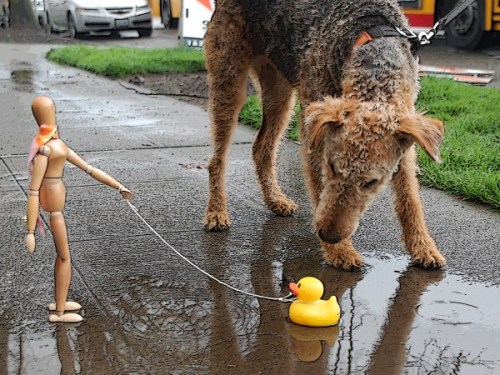 dogduck4 (600 x 450)