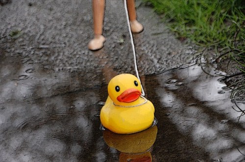 Rubber ducky on a West Seattle sidewalk