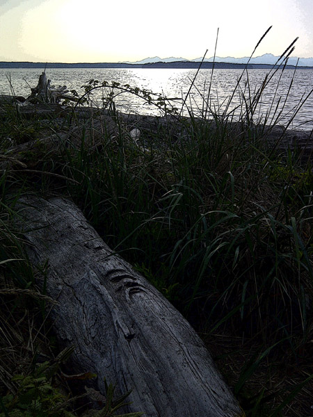 Driftwood face  in sea grass
