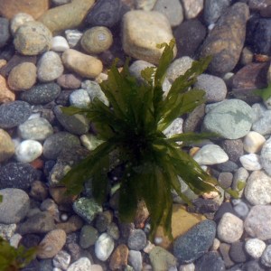 See seaweed