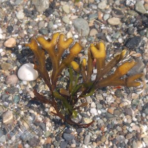 More seaweed