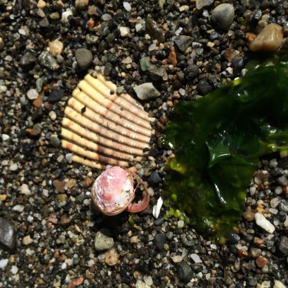 I found a tiny pink seashell