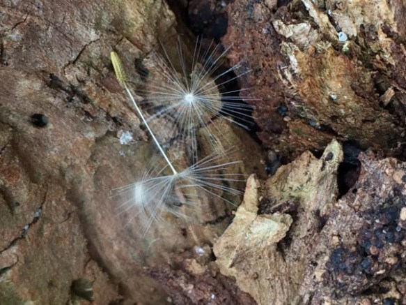 Dandelion's wish comes true, too