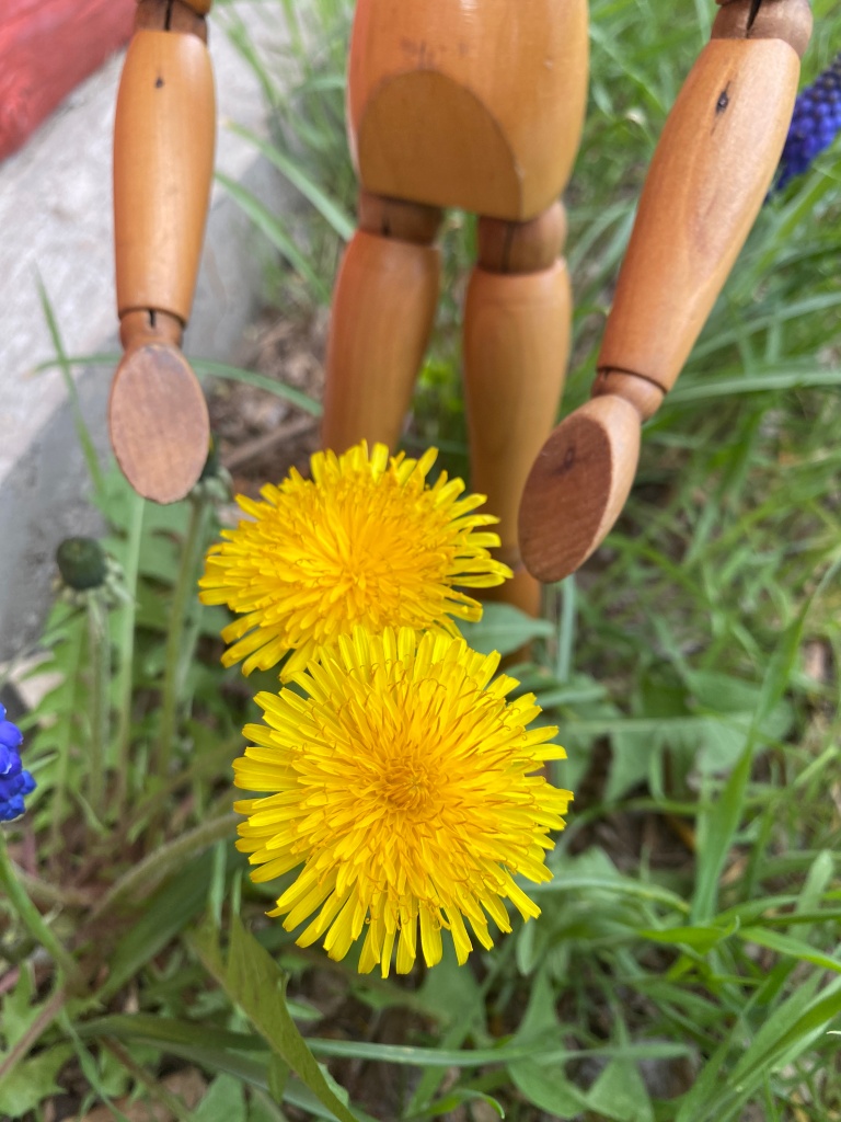 Emotikin's hands are pointing to two yellow dandelions.