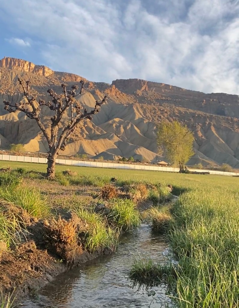 A small dtich of water running off the field of hay, the Western Colorado Bookcliffs in the background under blue skies. 